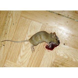VICTOR Easy Set Mouse Trap   2Pk : Rodent Traps : Patio, Lawn & Garden