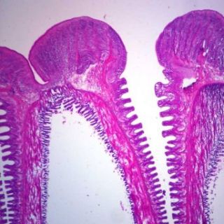Starfish Tube Feet, sec. 7 µm H&E Microscope Slide: Industrial & Scientific