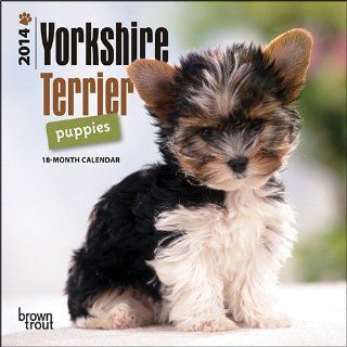 Kalender 2014 Yorkshire Terrier Welpen   Browntrout: Haustier