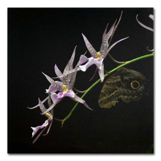 Spider Orchid and Owl Eye by Kurt Shaffer Photographic Print Wrapped
