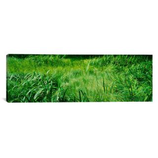 iCanvas Panoramic Grass on a Marshland, England Photographic Print on
