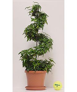 Ivy Spiral Tree Topiary in Plastic Pot   11143049  