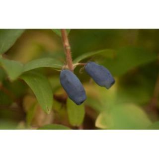 Proven Winners Sugar Mountain Blue ColorChoice Lonicera   1 Gal. Sweetberry Honeysuckle Shrub LONPRC1016101