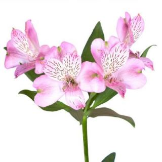 Pink Alstroemeria Flowers (80 Stems   320 Blooms) Includes Free Shipping alstroemeria pink 80