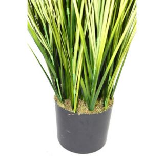 Laura Ashley Home Onion Grass in Cylinder Pot