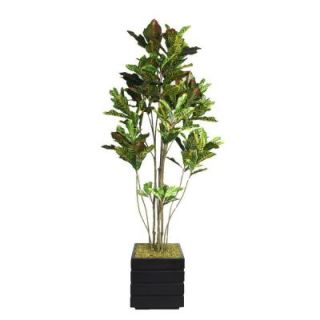 Laura Ashley 78 in. Tall Croton Tree with Multiple Trunks in 14 in. Fiberstone Planter VHX110204