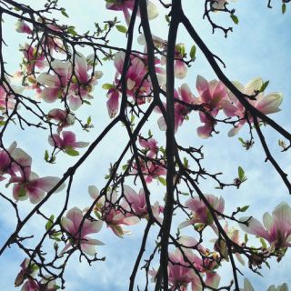 Elementem Photography Blossoms Against the Sky in Central Park by