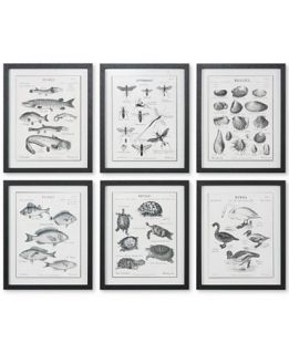 Uttermost 8 Pc. Science Studies Wall Art   Wall Art   For The Home