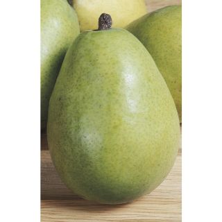 3.74 Gallon DAnjou Pear Tree (L10496)