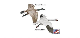 Jackite™ Goose Kites