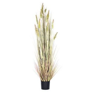 Grain Grass Tree in Black Nursery Pot (60)