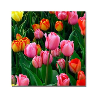 Pink in the Middle Tulips by Kurt Shaffer Photographic Print on