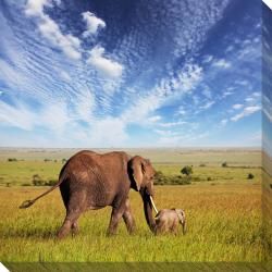 Elephant Oversized Gallery Wrapped Photography Canvas