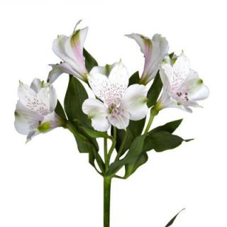 Globalrose White Alstroemeria Flowers (100 Stems   400 Blooms) Includes Free Shipping alstroemeria white 100